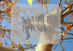 Sample Photo